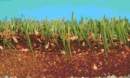 First Installations for Organic Synthetic Turf Infill