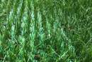 SYNLawn Australia introduces new hybrid turf range